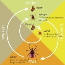 http://www.caryinstitute.org/sites/default/files/public/images/news/pr_powassan_tick_stages_0.jpg